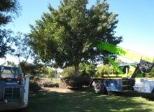 Kwikfynd Tree Management Services
twomile